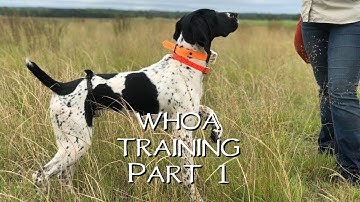 Teaching Your Dog Whoa Part 1- Upland Bird Dog Training