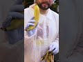 Here’s how a researcher is trying to create a resistant #cavendish #banana. #extinction