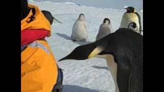 Emperor Penguin - Close Encounter of the Third Kind