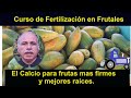 El calcio para obtener frutas mas firmes y mejores races curso de fertilizacin en frutales
