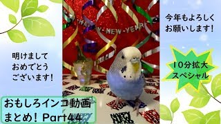 面白 インコ おもしろインコ動画まとめ 3 かわいい