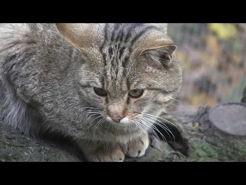 Tygrys Amurski - Amur-Tiger - Амурский тигр  Doovi
