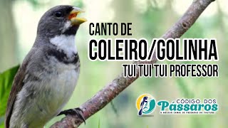 CANTO DE COLEIRO TUI TUI PARA ESQUENTAR COLEIRO FRIO E ENSINAR FILHOTES