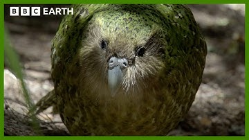 This Parrot is Too Heavy to Fly | South Pacific | BBC Earth