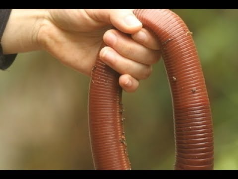 Video: Razlika Med Trakuljami In Okrogelimi črvi