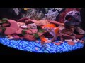 Oranda power  quoi donner a manger aux poissons rouges