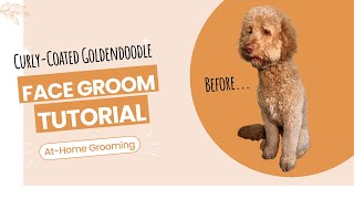 Curly Coated Goldendoodle Face Groom Tutorial  At Home