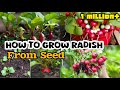 How To Grow Radish From Seed | growing radishes to harvest | easy and grow well
