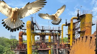 Spotted Peregrine Falcons Nesting in Abandoned Gas Works [HD4K]