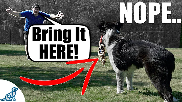 Fix Your Fetch! - For Dogs That Don't Bring It Back