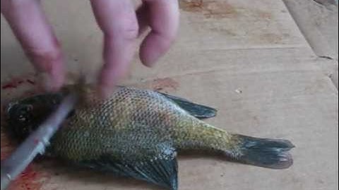 How to Fillet Panfish and Bluegill Properly A complete Step by step guide.