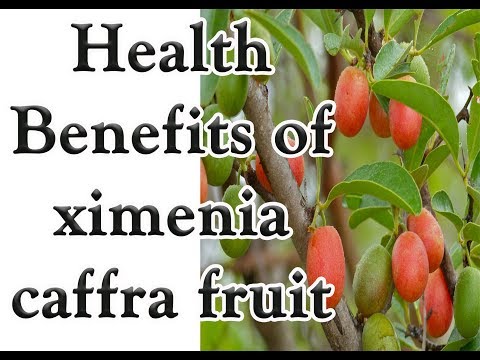 Health Benefits of Ximenia caffra fruit