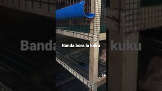 Banda bora la kuku wa kienyeji 2021