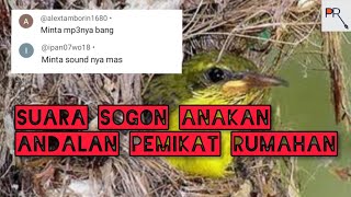 ampuh ‼️ suara anakan burung sogon cocok untuk pikat burung sogon yang susah turun