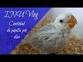 INU Vlog 13 - Cantidad de papilla (Agapornis roseicollis)