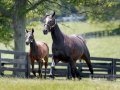 Zenyatta and her little miracle (foal)