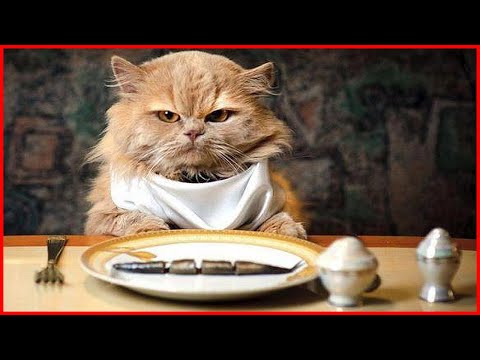 Почему котам не стоит давать сырую рыбу