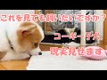 コーギー子犬をお迎えする時の覚悟の三選!これが現実・・・可愛いだけじゃ飼えません