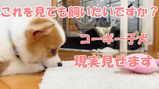 コーギー子犬をお迎えする時の覚悟の三選これが現実・・・可愛いだけじゃ飼えません