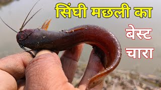 Singhi Aur Mangur Machhali Shikar Ka Best Chara सघ मगर मछल शकर क चर Sundar Bihar