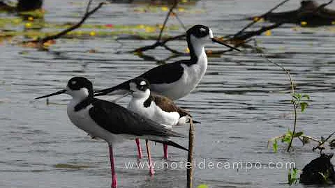 Birdwatching: Glossy Ibis and Black-necked Stilt