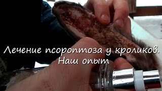 Болезни кроликов: симптомы, лечение и профилактика (видео)