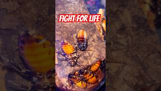 Two roaches are fighting for life! #roaches #insects #invertebrates #insect #bug