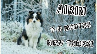 Sheltie puppy-Airin, 7-8 months | NEW TRICKS! by Terka Šubrtová 3,831 views 8 years ago 2 minutes, 54 seconds