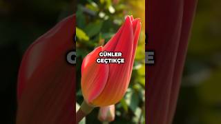 Tohumdan Çiçeğe Doğanın Mucizesi