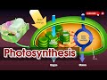 Photosynthesis Quiz