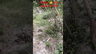 #freefire #shortvideo  #forestlife #forest #viralreels 🥰😍😘#  #youtubeshorts #trending #entertainment