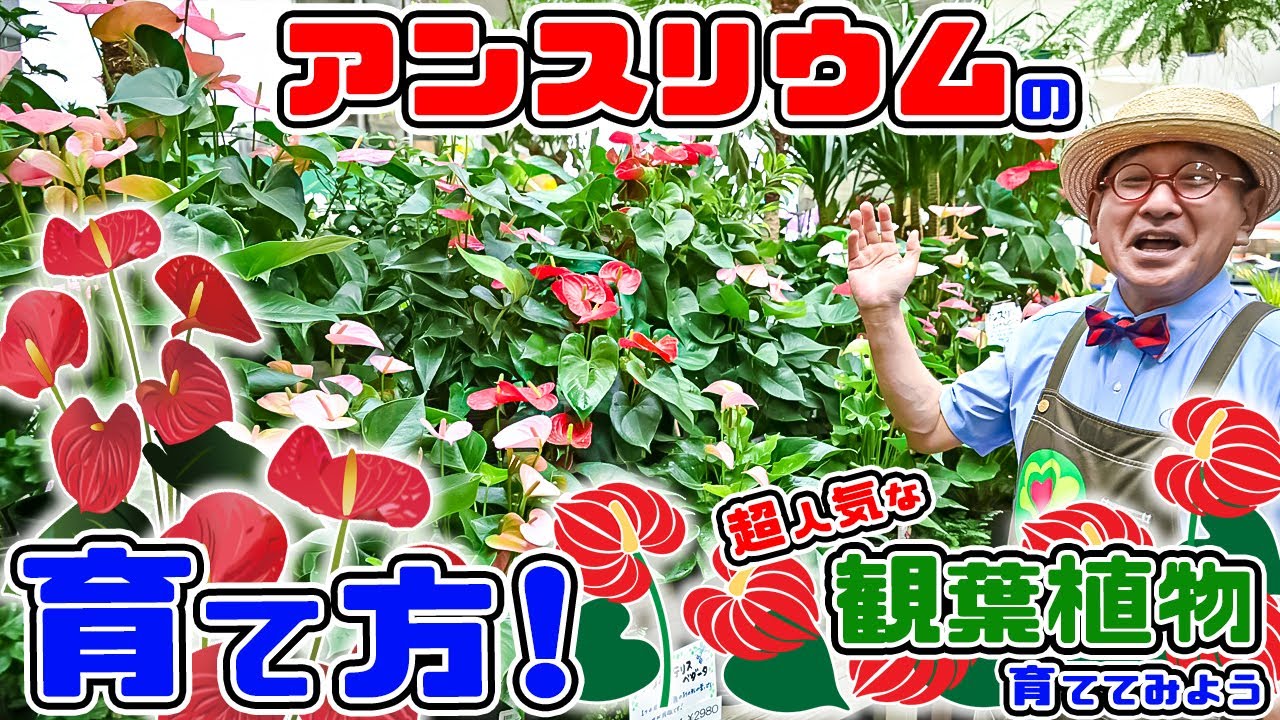 アンスリウムを育てよう!】大人気の観葉植物。アンスリウムを育てコツ