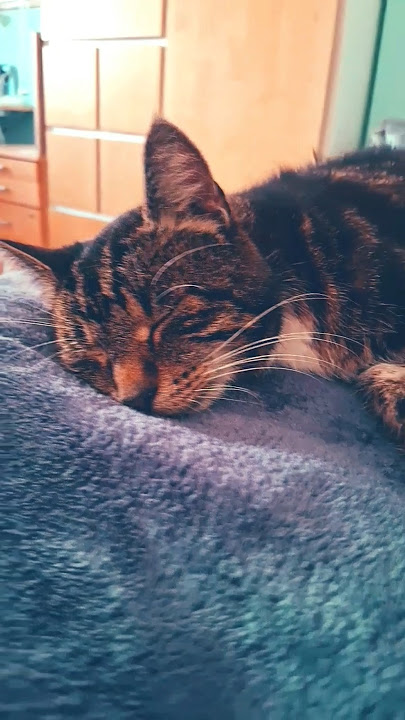 You are Not alown #cat #Katze #pet #kitten #hanimal #shortvideo #funny #cutecat #shortvideo #love