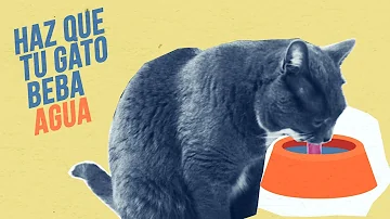 ¿Los gatitos pueden beber agua?