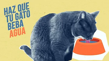 ¿Pueden los gatos beber otra cosa que no sea agua?