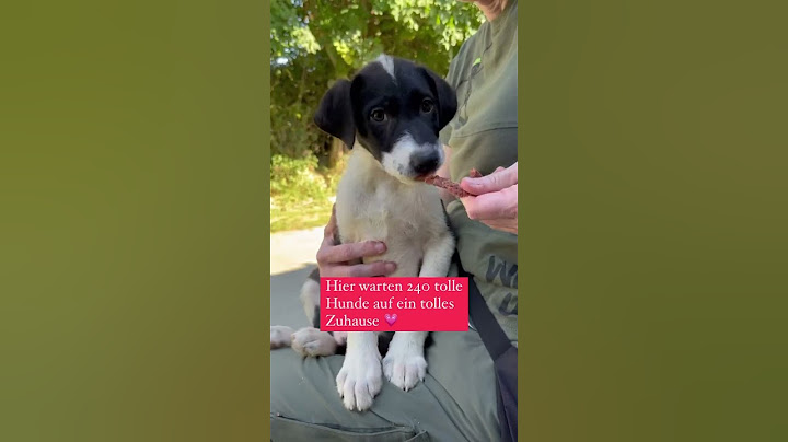 240 tolle Hunde warten auf ein tolles Zuhause. #tierschutz #adoptme #hunde