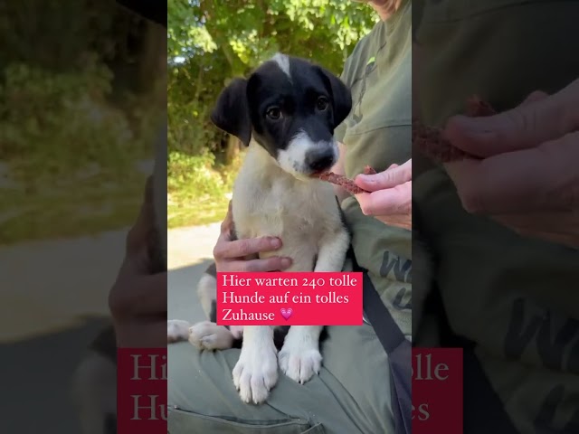 Hunde in Not Bayern: Finden Sie Ihr Traumtier! 3 sddefault