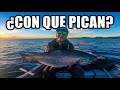 Pesca de Salmones en Puerto Montt | Excelente jornada!!