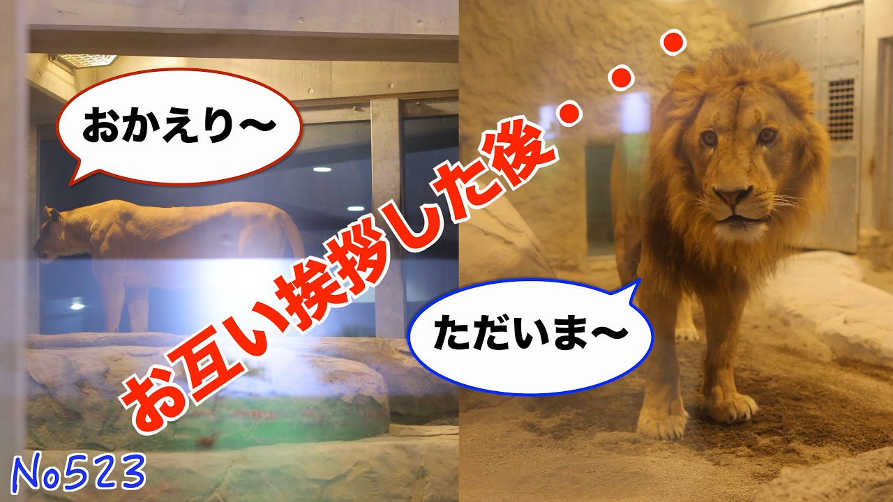 No. 523 After exchanging greetings Maruyama Zoo #lion