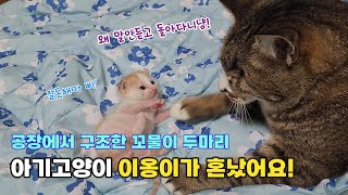 ★돼지고양이의 애옹하우스★ 말안듣는 #아기고양이 이옹이는 짱짱이한테 된통 혼나는 중!