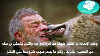 ما لا تعرفه عن الذئاب سوف يصدمك هذا