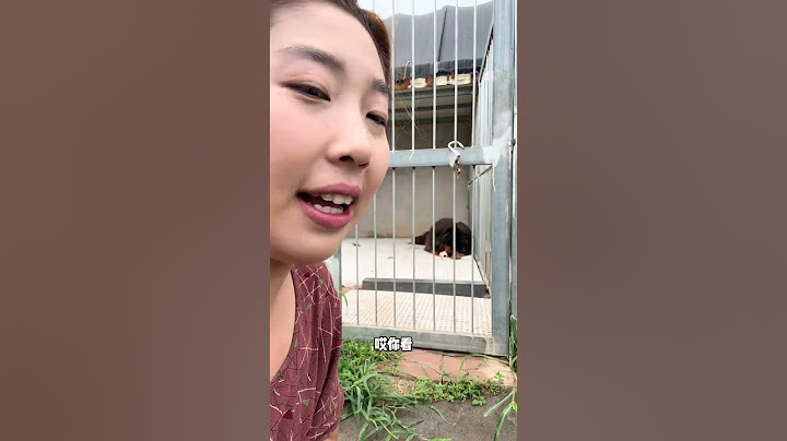 又舍不得笼子里的骨头，又想出来玩的小狗【藏獒加布】 #dog #pets #加布 #萌宠 #藏獒 #宠物 #狗狗 #可爱 #shorts