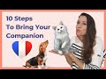 Bring your pet to France: the 10 steps to do it right