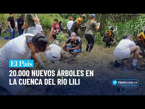 El Club Campestre impulsa la reforestación del río Lili con 20.000 árboles | El País Cali