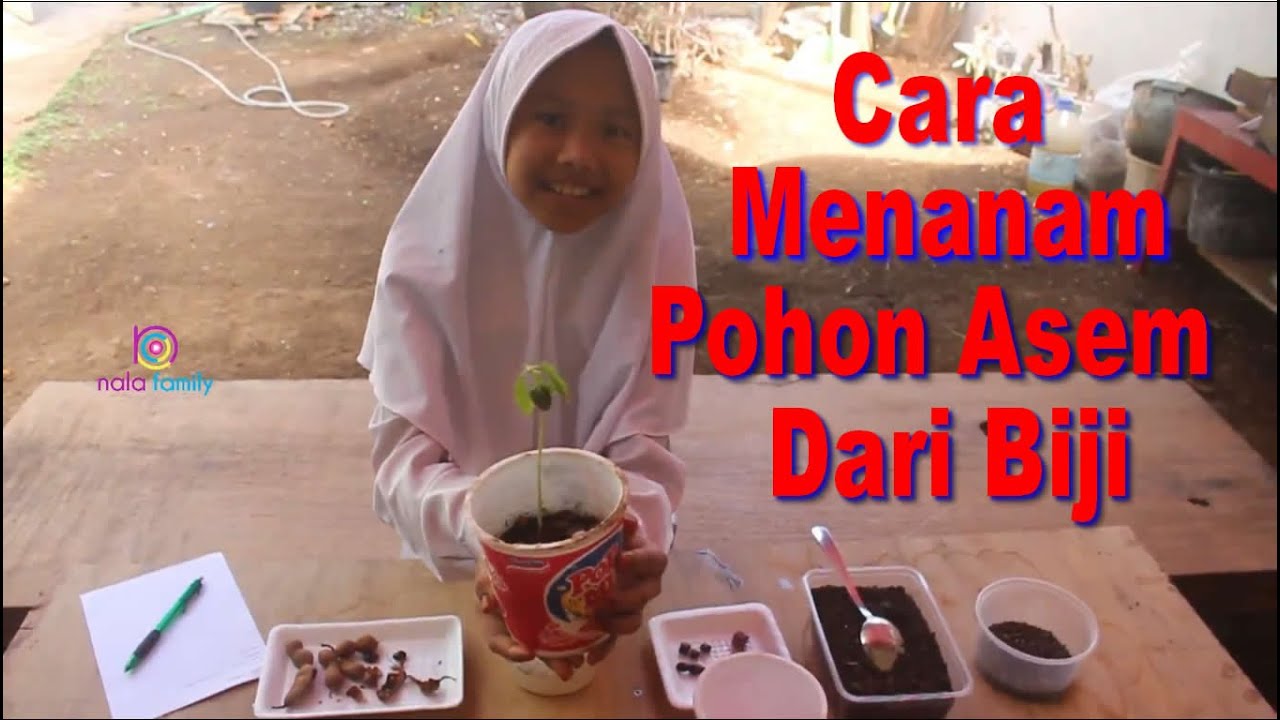 Cara Menanam Pohon Asem Dari Biji Tugas Sekolah Zahra YouTube