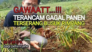 CARA PENGENDALIAN BUSUK RIMPANG TANAMAN JAHE