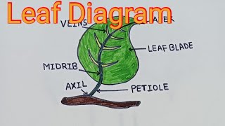 Green Leaf parts name and Diagram 🍃 / parts of a Leaf / Easy to Draw and label