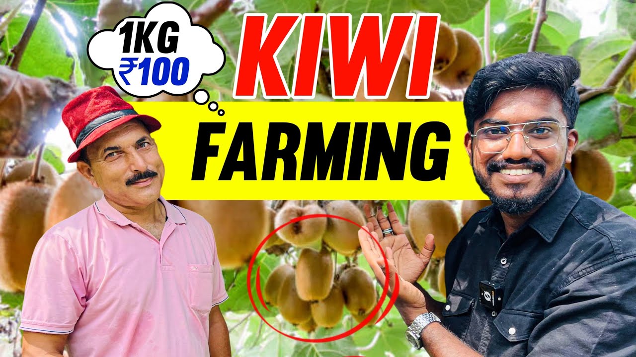 How to Cultivate Millions of Kiwi 🥝 Fruit in Himachal India 🇮🇳 🔥 Kiwi  Fruit Farming and Harvest