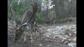 Fototrampeo Gamos (Dama dama)