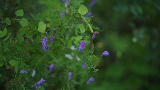 Why Camera Sensors Love Green: A Photographer's Perspective